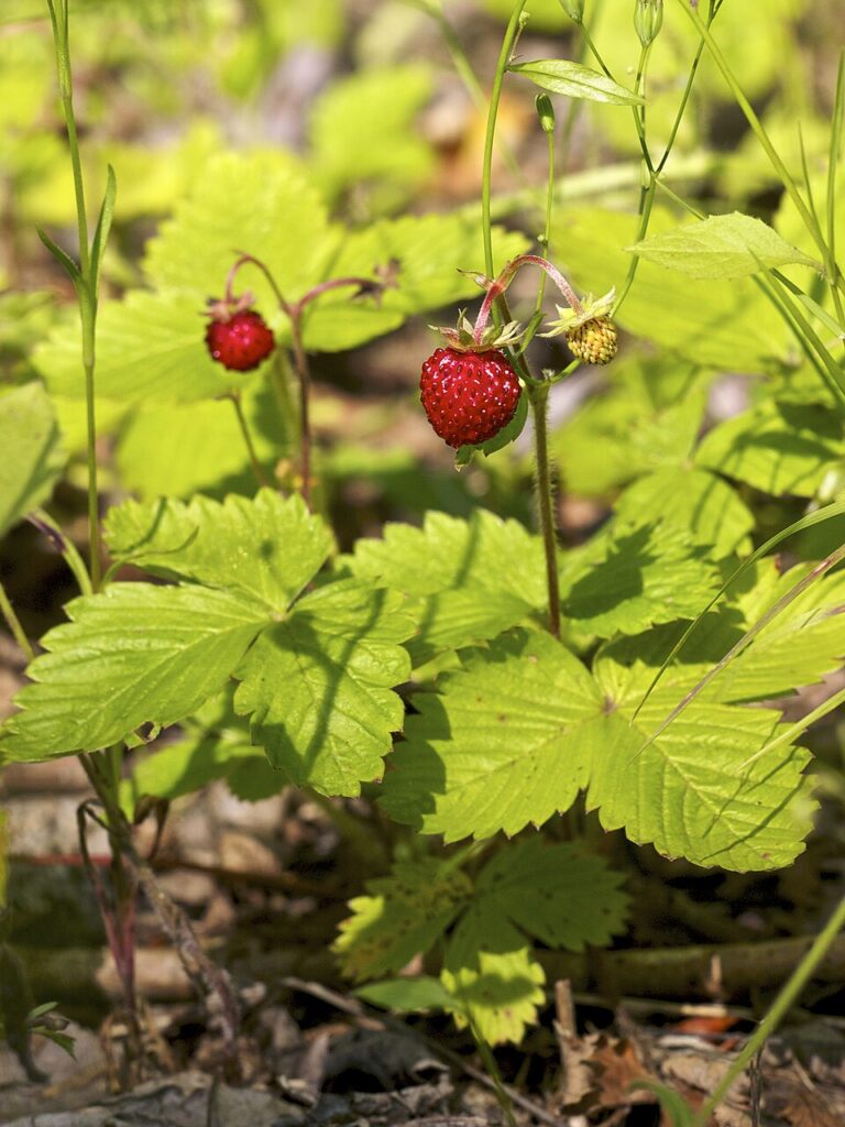 Fragul de pădure (Fragaria vesca)