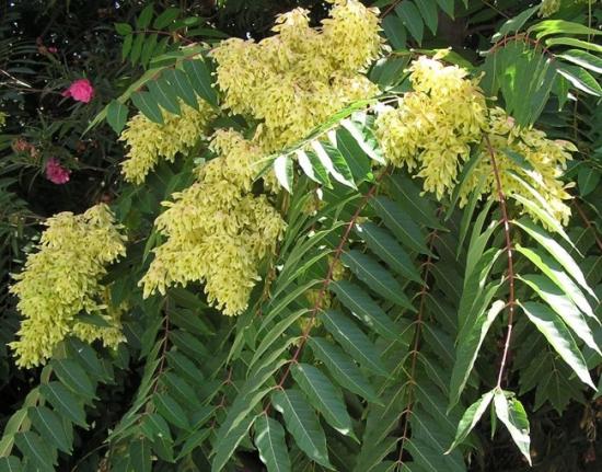 Frasinul pufos (Fraxinus pallisae)