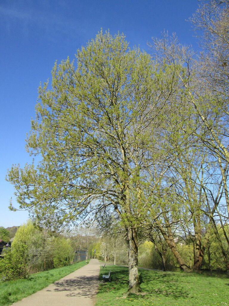 Frasinul comun (Fraxinus excelsior)