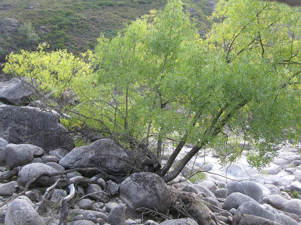 Frasinul de camp (Fraxinus angustifolia)