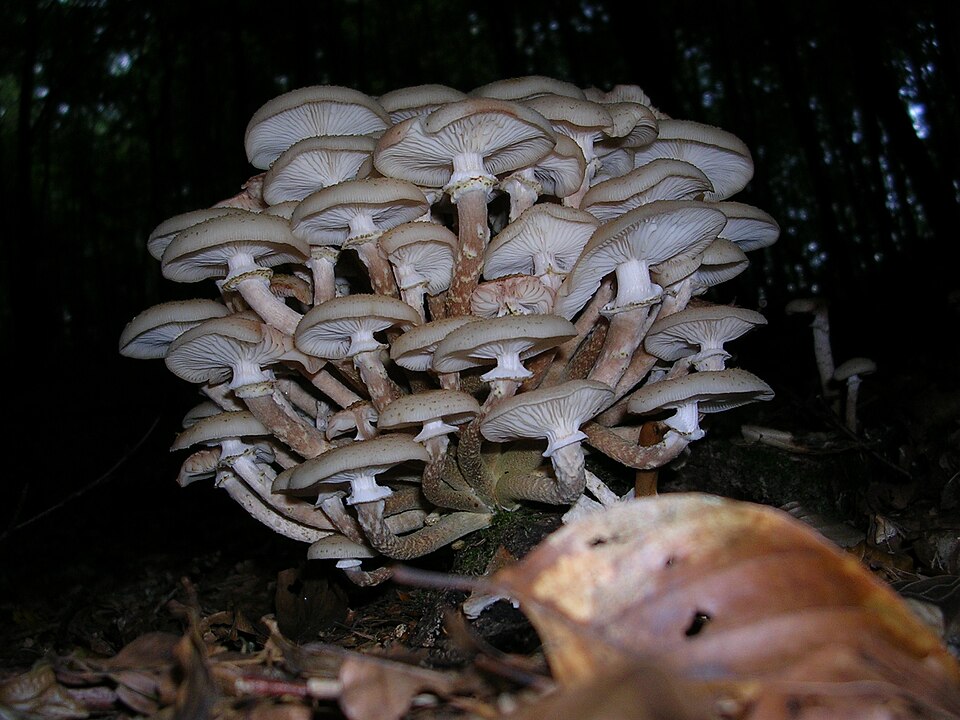 Ghebele (Armillaria mellea)