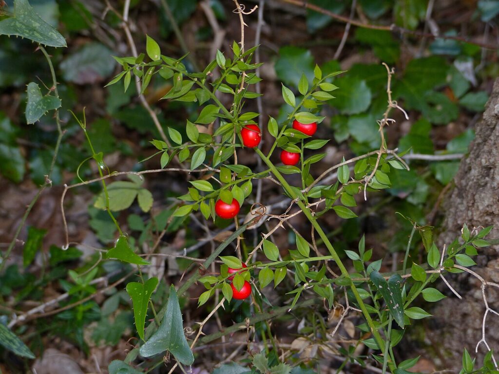 Ghimpe (Ruscus aculeatus)