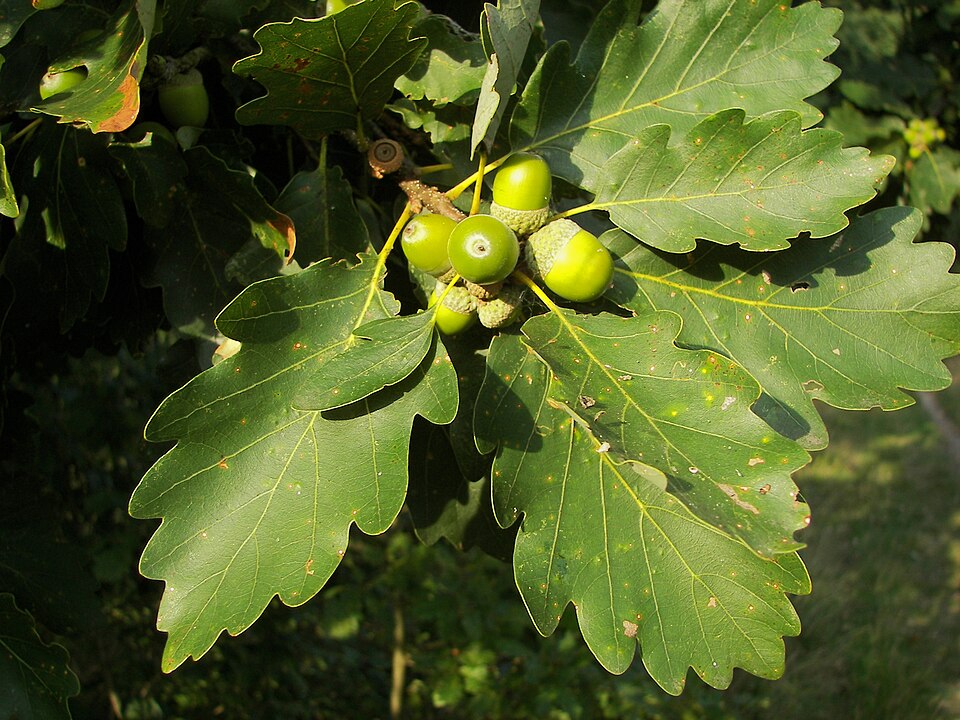 Gorun (Quercus Petraea)