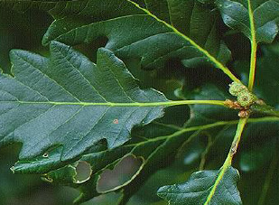 Gorun (Quercus Petraea)