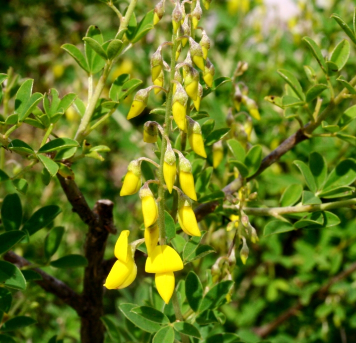 Grozama mare (Cytisus nigricans)