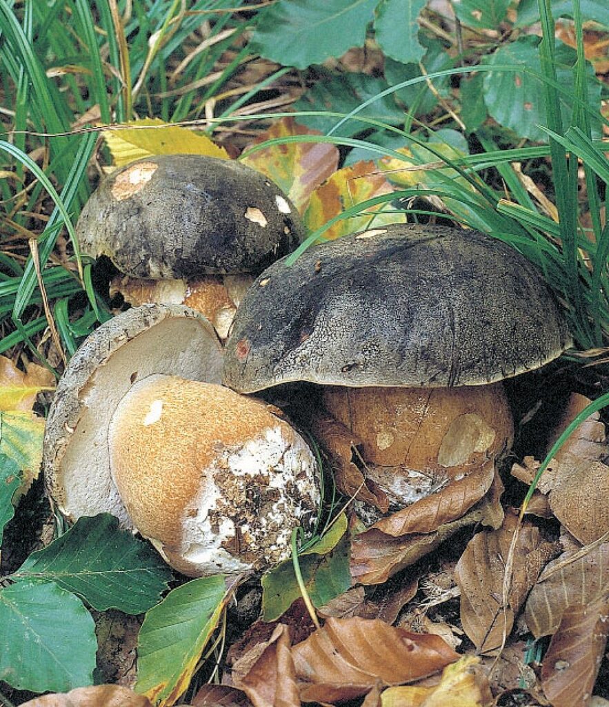 Hrib negru (Boletus aereus)