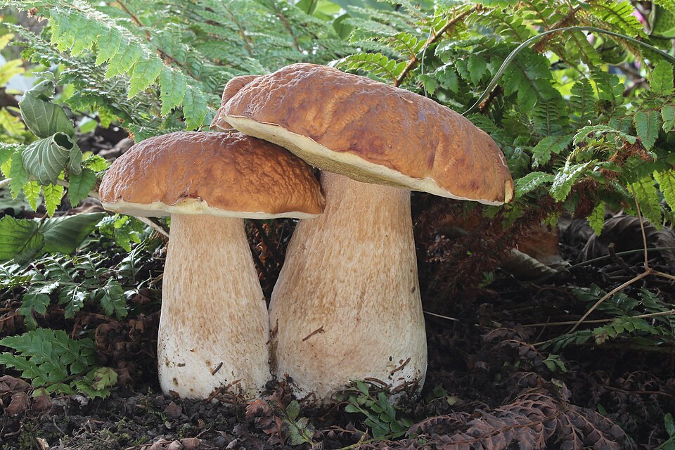 Hribul (Boletus edulis)