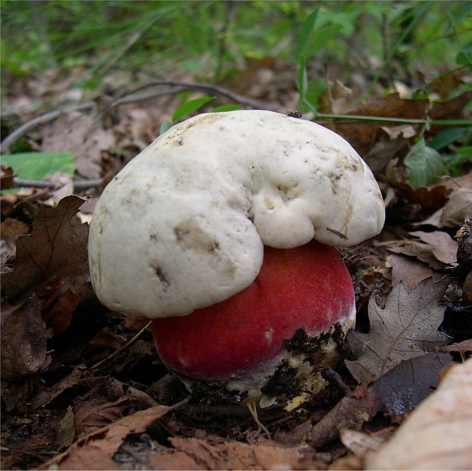 Hribul țigănesc (Boletus satanas)