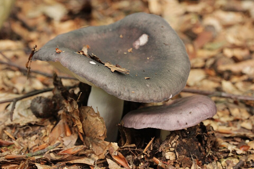 Hulubițele (Russula cyanoxantha)