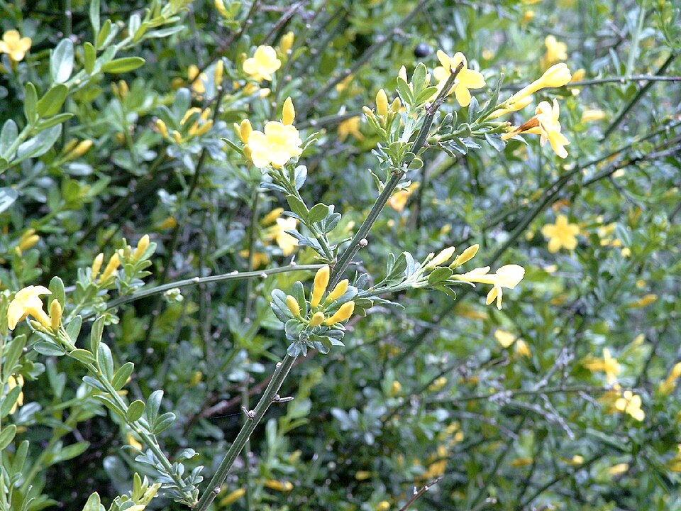 Iasomie galbenă (Jasminum fruticans)