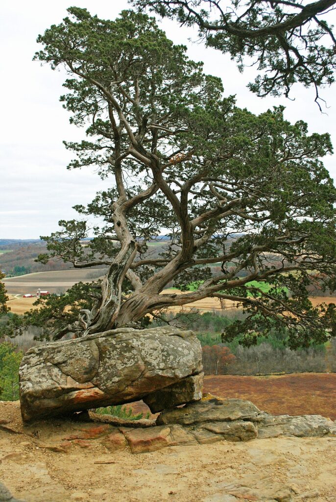 Ienupar de Virginia (Juniperus Virginiana)