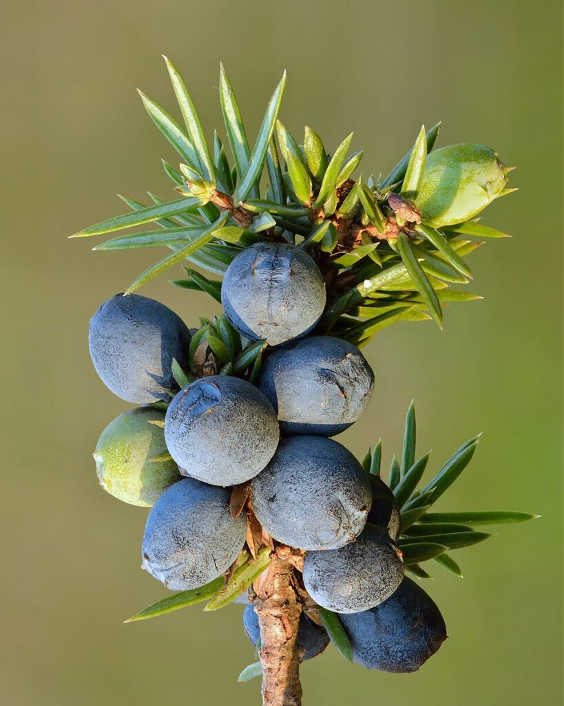 Ienupar (Juniperus communis)