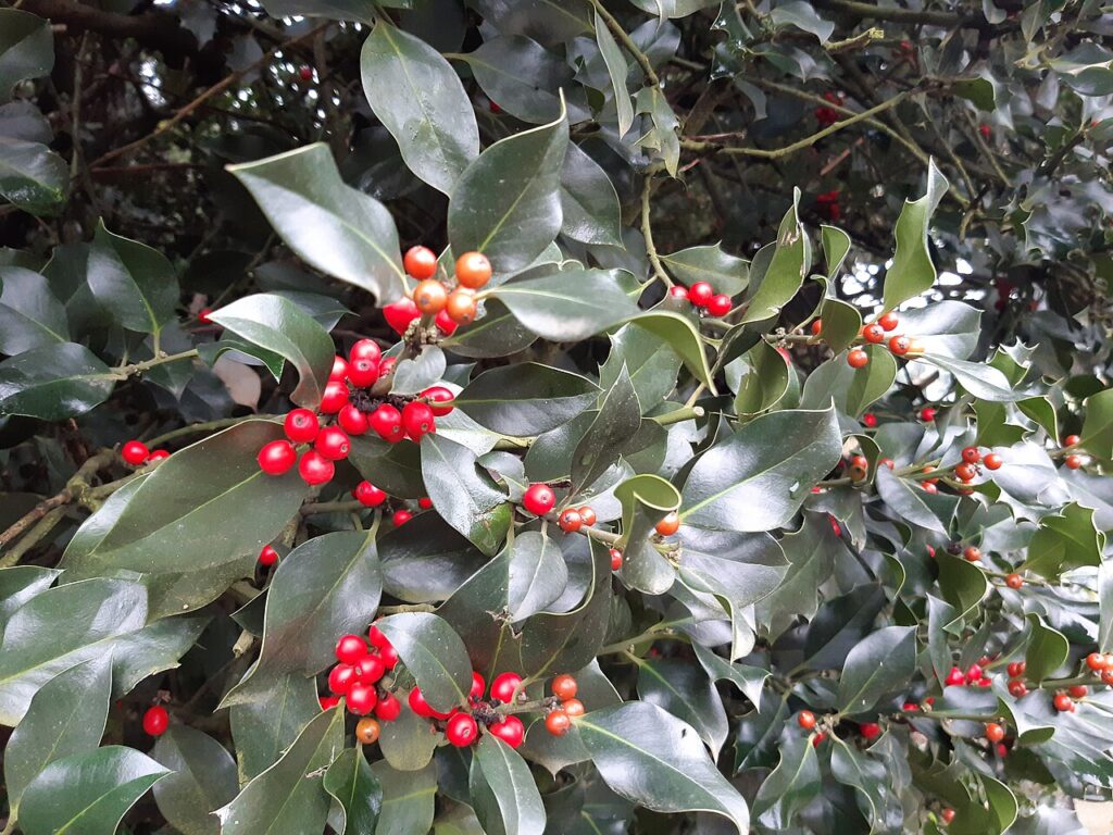 Ilice (Ilex aquifolium)