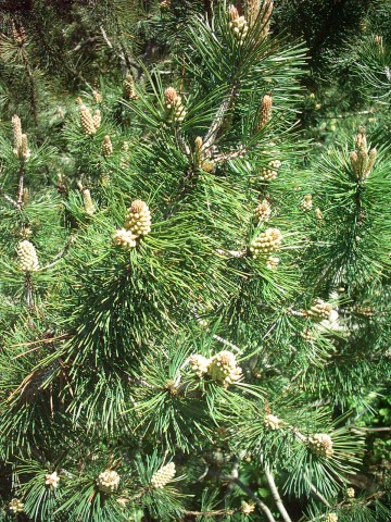Jneapanul (Pinus mugo)