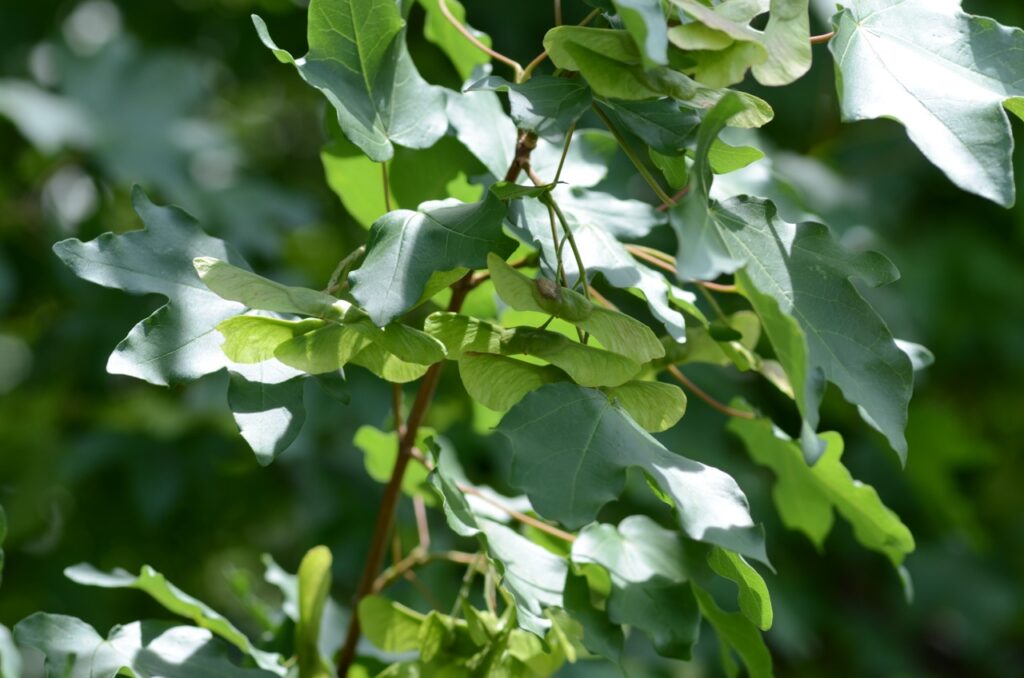 Jugastru (Acer campestre)