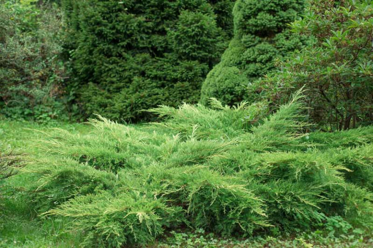 Juniperus horizontalis