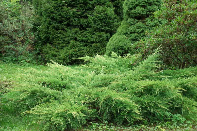 Juniperus horizontalis