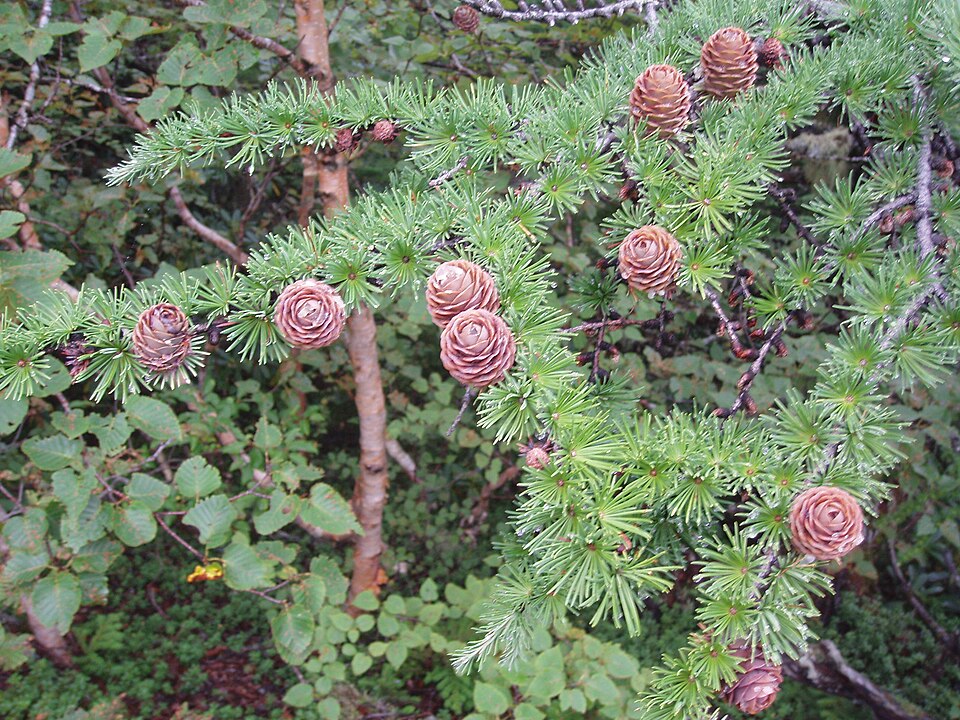 Larice japonez (Larix leptolepis)