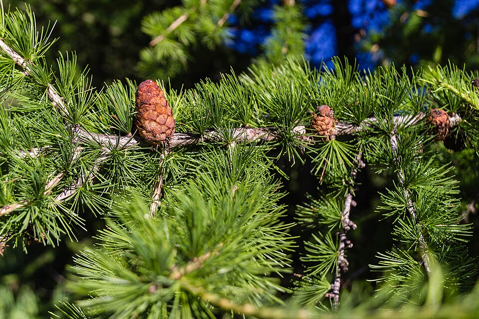 Larice (Larix decidua)