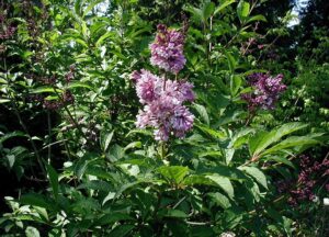 Liliac Transilvanean