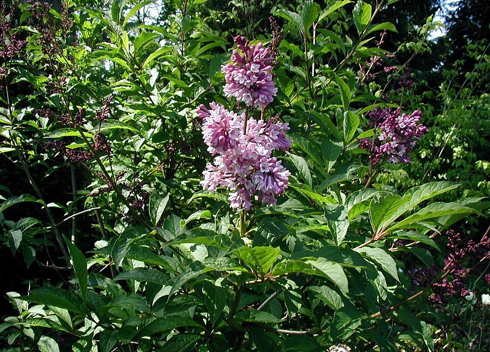 Liliac Transilvanean (Syringa josikaea)
