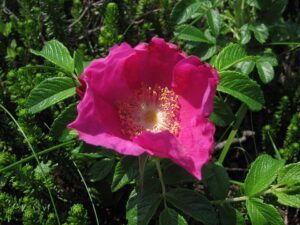 Macesul cultivat