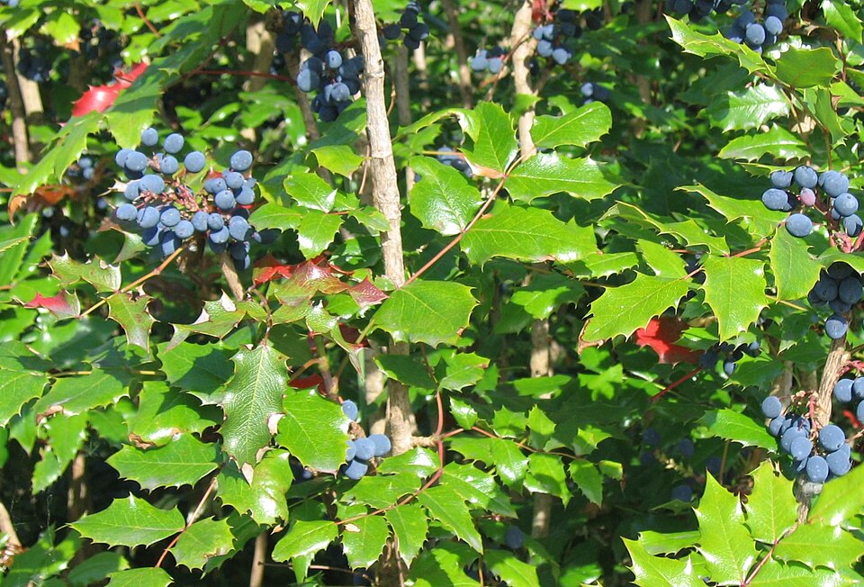Mahonie (Mahonia aquifolium)
