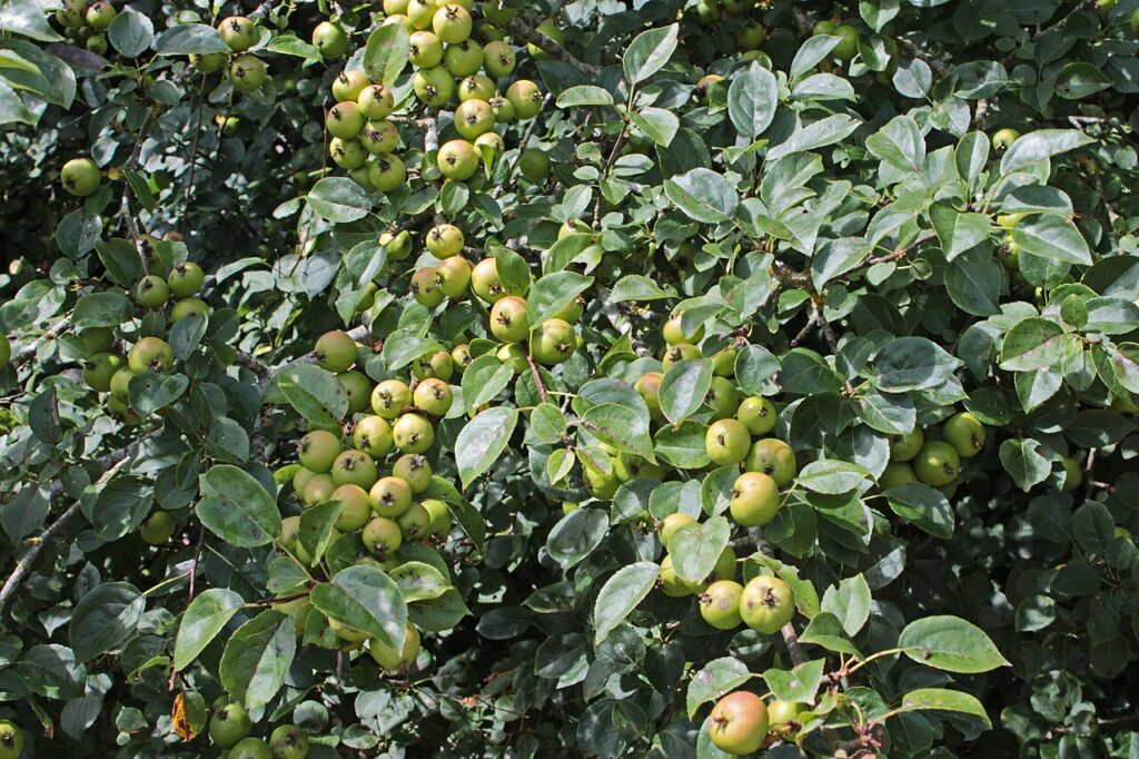 Marul paduret (Malus sylvestris)
