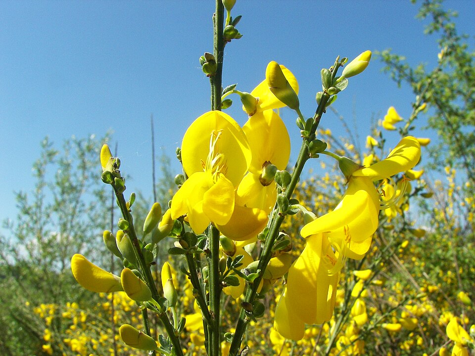 Matura verde (Cytisus scoparius)