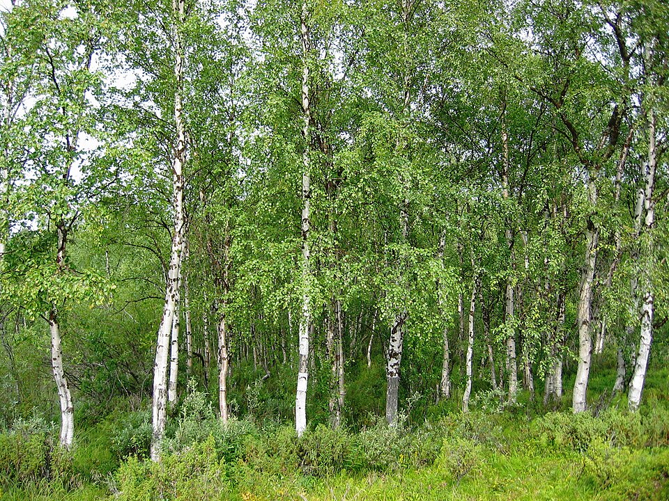 Mesteacan (Betula pendula)
