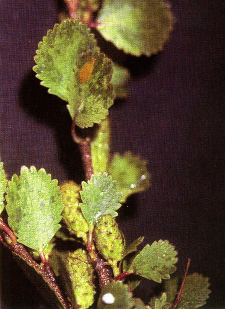 Mesteacăn pitic (Betula nana)