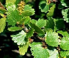 Mesteacan pitic (Betula nana)