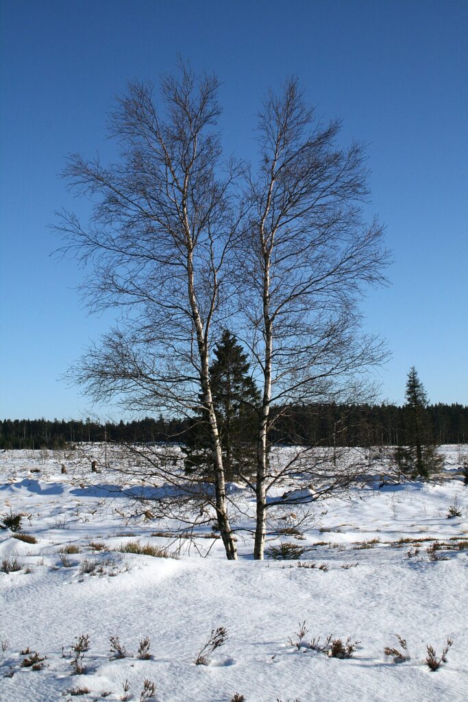 Mesteacan pufos (Betula pubescens)