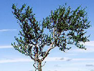 Mesteacan pufos (Betula pubescens)