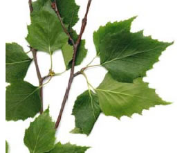 Mesteacan (Betula pendula)