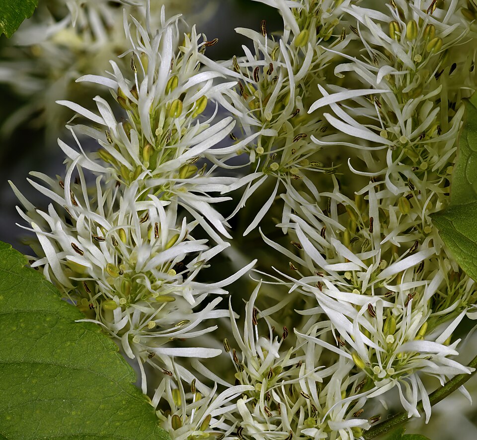Mojdreanul (Fraxinus ornus)