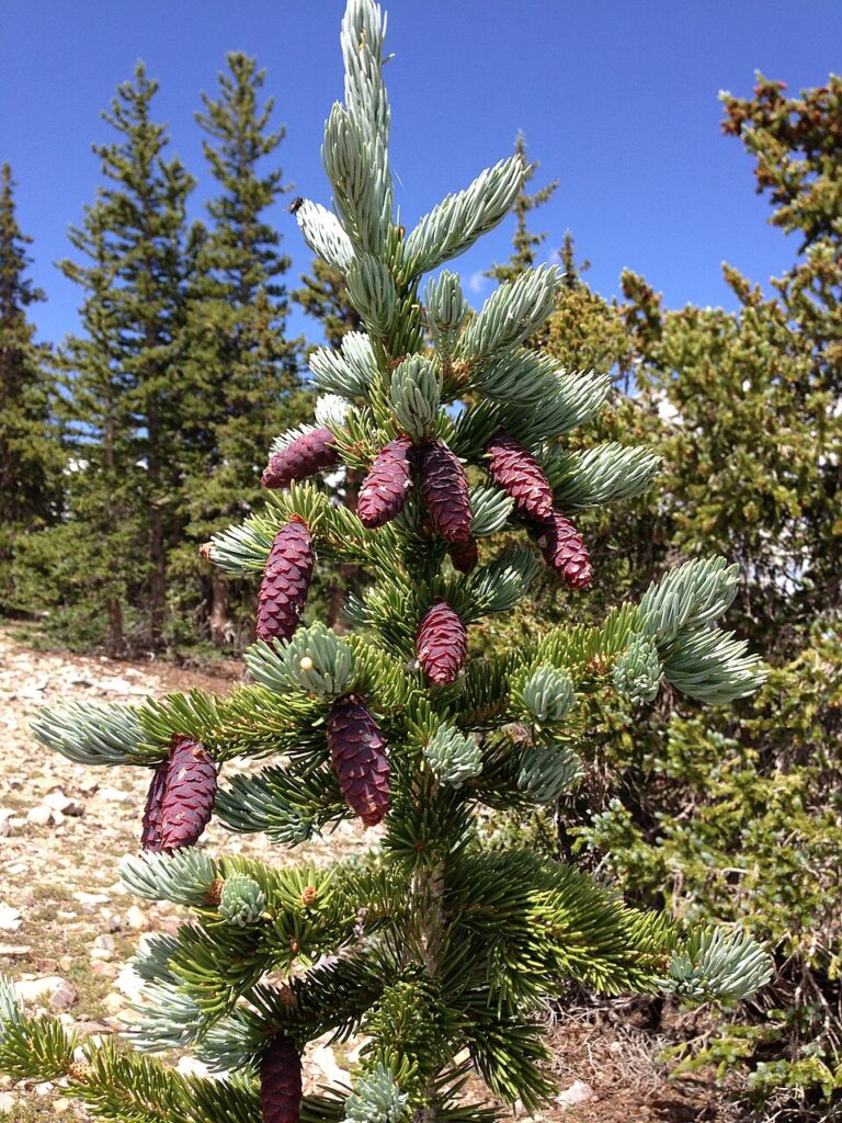 Molidul de Arizona (Picea Engelmanni)