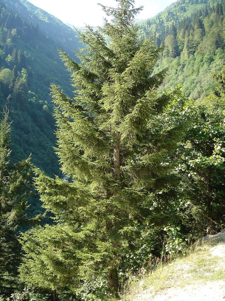 Molidul de Caucaz (Picea Orientalis)