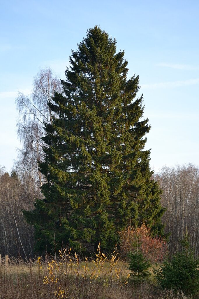 Molidul (Picea abies)