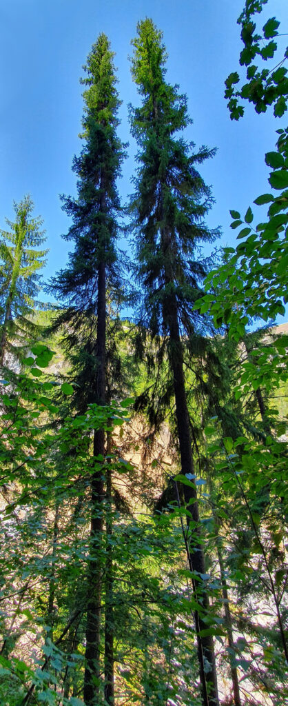 Molidul sarbesc (Picea omorika)