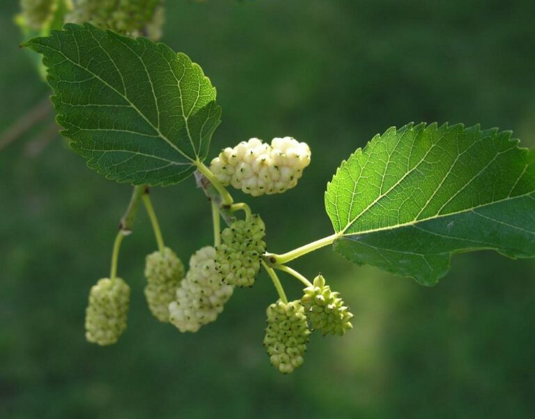 Dud alb (Morus alba)