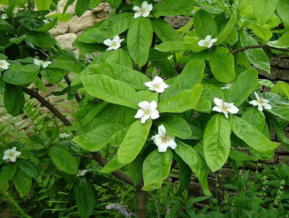 Mosmonul (Mespilus germanica)