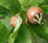 Mosmonul (Mespilus germanica)