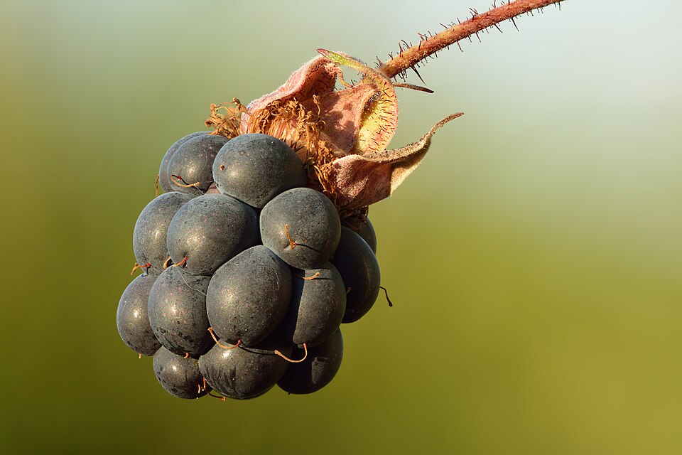 Murul de câmpie (Rubus caesius)
