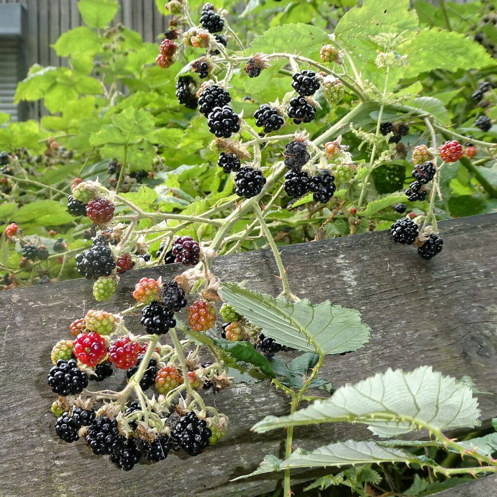 Murul de padure (Rubus fruticosus)