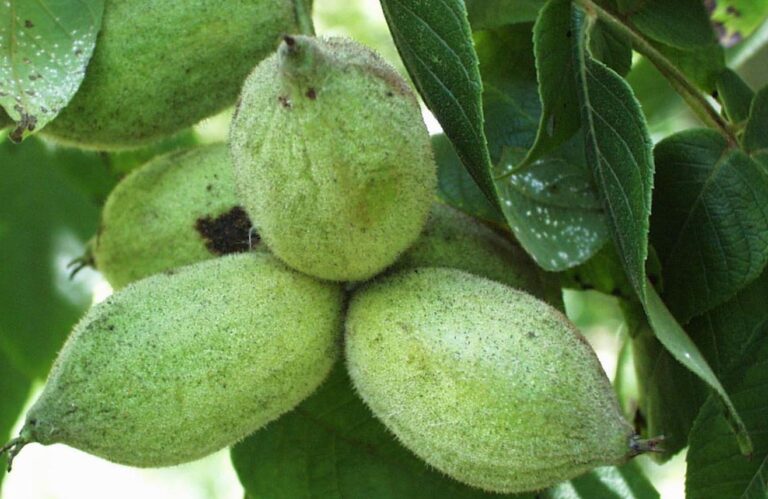 Nuc american cenusiu (Juglans cinerea)