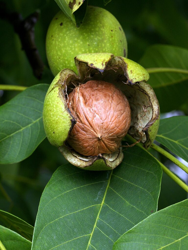 Nuc comun (Juglans regia)