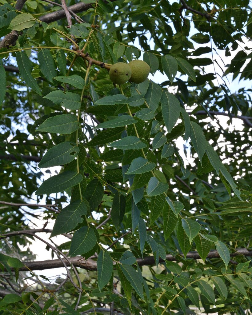 Nuc negru (Juglans nigra)