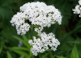Odoleanul (Valeriana officinalis)