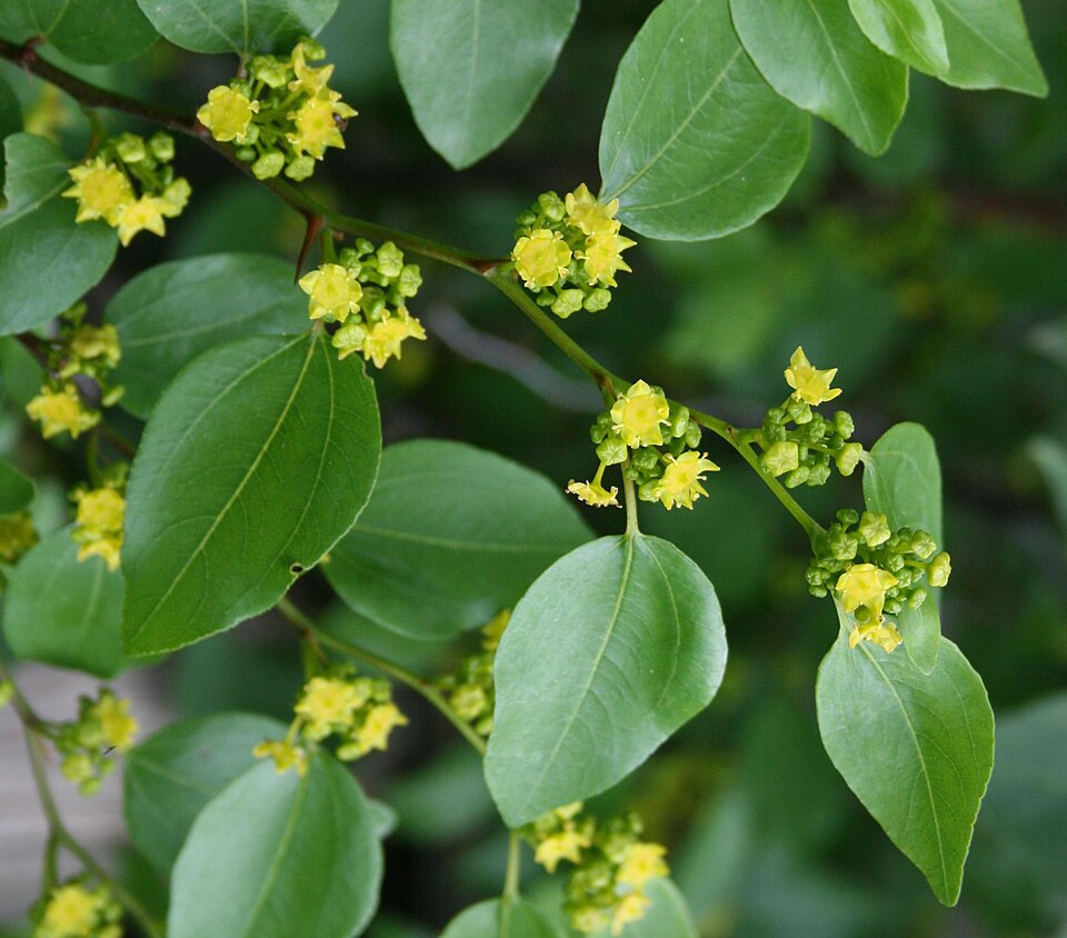 Paliur (Paliurus spina)